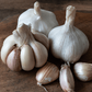 Organic German White Garlic (lb) Grow Organic