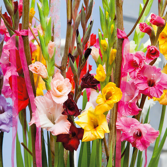 Gladiolus Large Flowering Blend (Pack of 30) - Grow Organic Gladiolus Large Flowering Blend (Pack of 30) Flower Bulbs