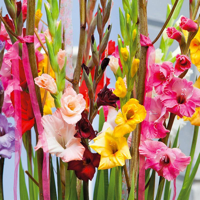 Gladiolus Large Flowering Blend (Pack of 30) - Grow Organic Gladiolus Large Flowering Blend (Pack of 30) Flower Bulbs