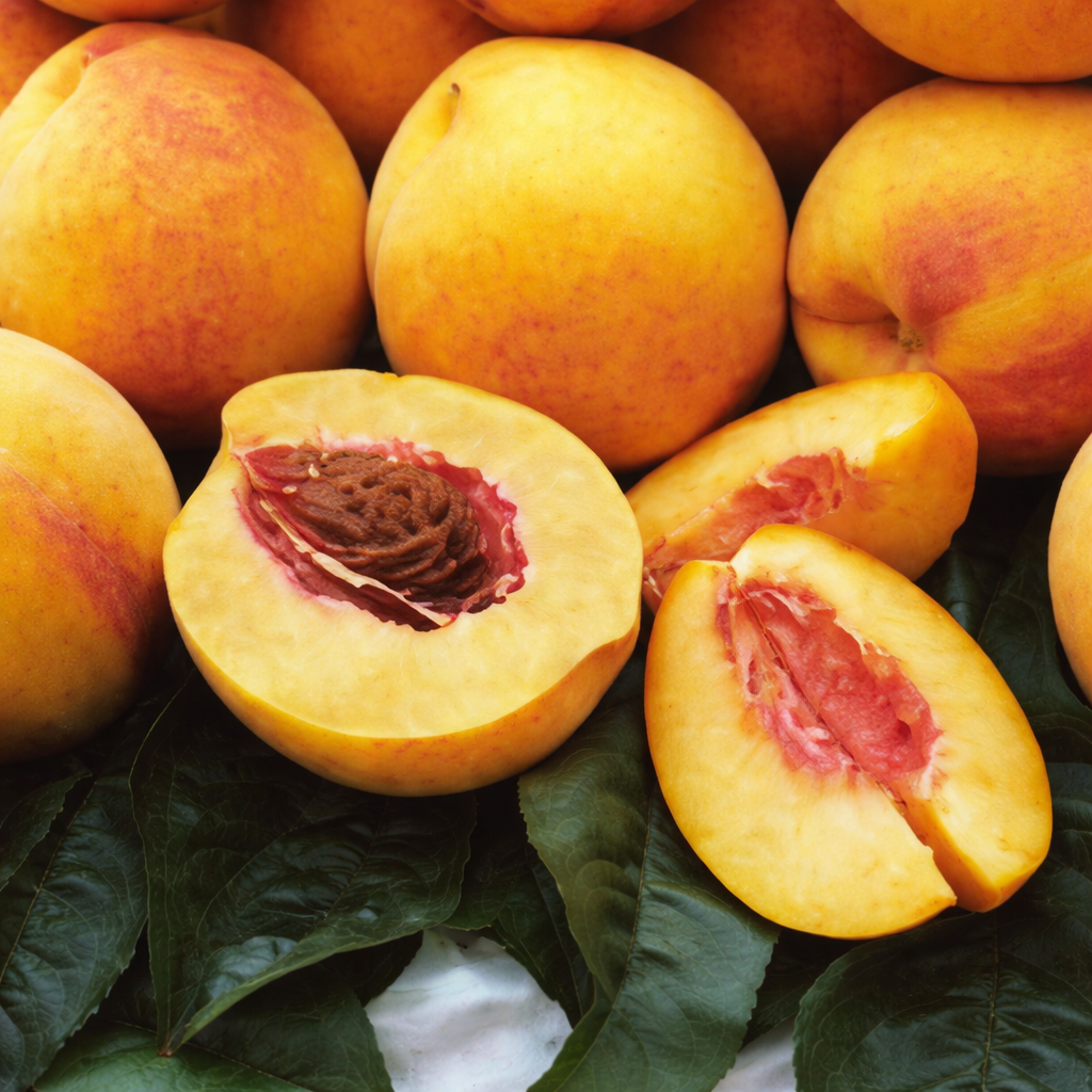 Cold Hardy Peaches, 3 on 1 Multiple Grafted Fruit Tree Grow Organic