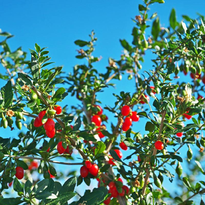 goji berry seeds for planting Organic Goji Berries (1 Gallon) – Grow Organic