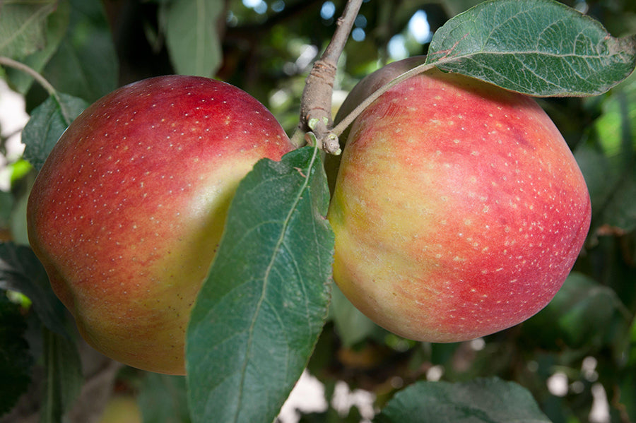 Low Chill Apple, 4 on 1 Multi Grafted Fruit Tree Grow Organic