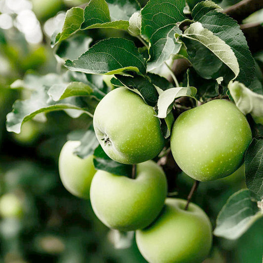 Granny Smith Apple Tree Grow Organic