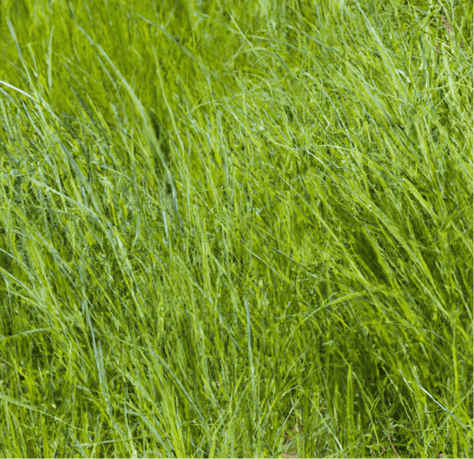 Peaceful Valley Grass Hay Mix (lb)