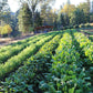 Organic Grey Shallots (lb)