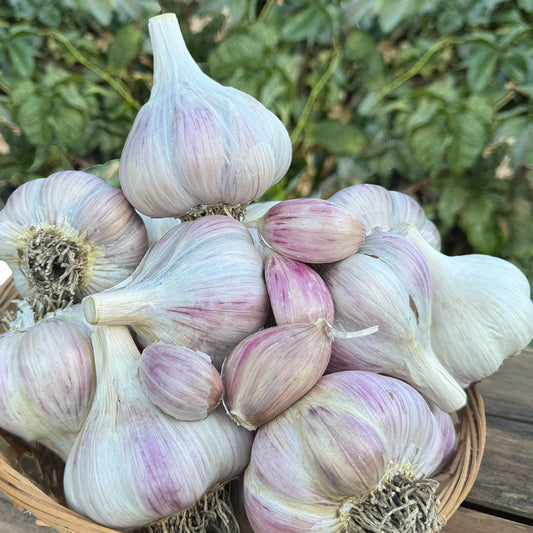 Organic Gypsy Rose Music Garlic Grow Organic