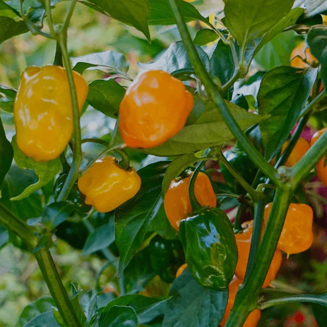 Habanero Orange Chili Peppers