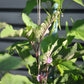 Hemp garden twine - medium ball Seattle Urban Farm