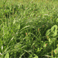 Mixed high-elevation pasture grasses and clovers