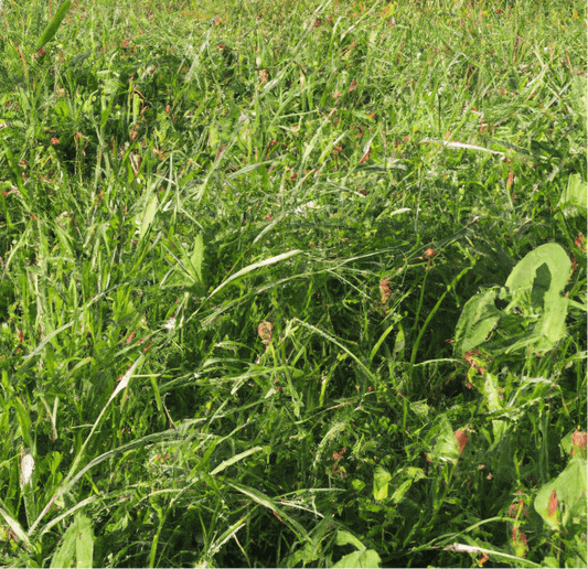 Peaceful Valley High Sierras Pasture Mix (lb)