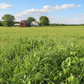 High-elevation pasture representing Peaceful Valley High Sierras Pasture Mix