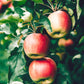 Honey Crisp Apple Tree Grow Organic