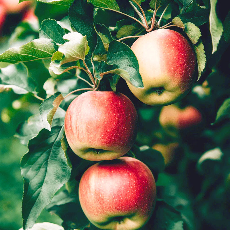 Honey Crisp Apple Tree Grow Organic