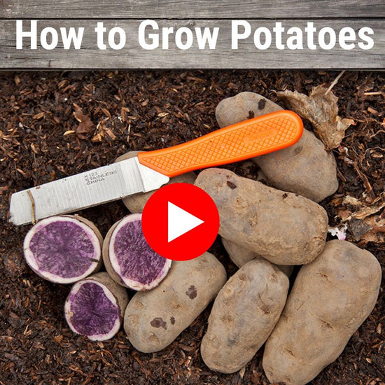 How to Grow Potatoes video