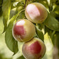 Indian Free White Peach Tree Grow Organic