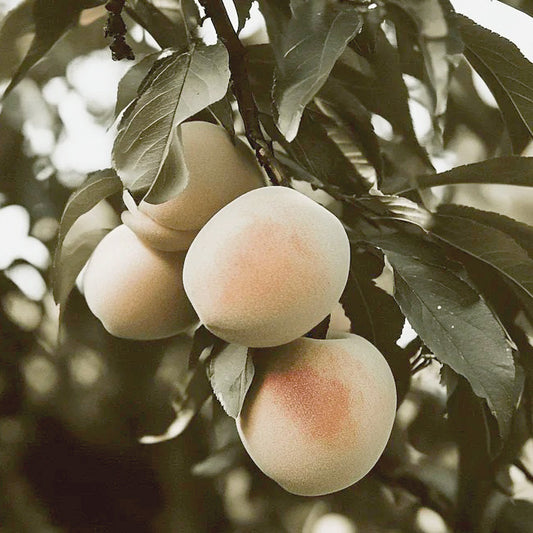 Indian Free White Peach Tree Grow Organic