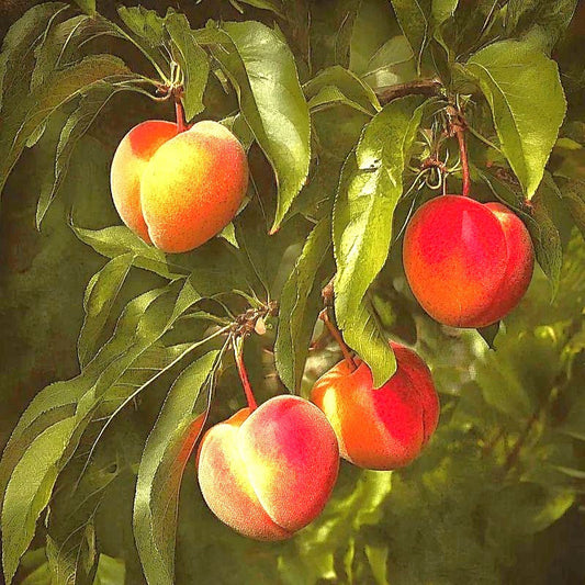 JH Hale Peach Tree Grow Organic