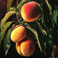 JH Hale Peach Tree Grow Organic