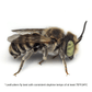 Summer Leafcutter Bees - 200 ct