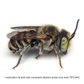 Summer Leaf Bees - (200ct) Free FedEx 2-Day Mail DEPRECATED CrownBees