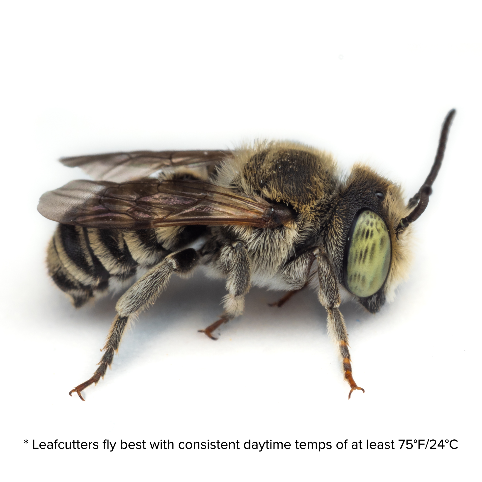 Summer Leaf Bees - (200ct) Free FedEx 2-Day Mail DEPRECATED CrownBees