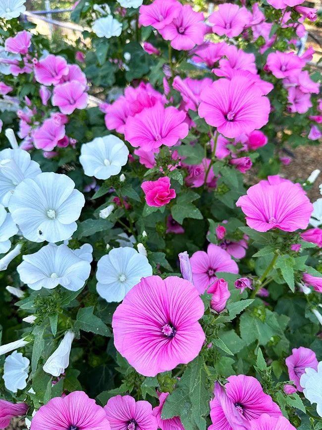 Lavatera Patio Pastels – Grow Organic Lavatera Patio Pastels – Grow Organic