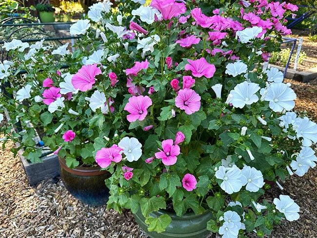Lavatera Patio Pastels – Grow Organic Lavatera Patio Pastels – Grow Organic