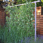 Freyr garden trellis Seattle Urban Farm