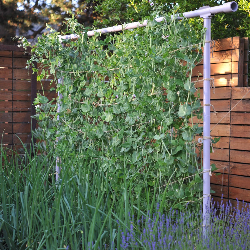 Freyr garden trellis Seattle Urban Farm