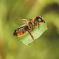 Leafcutter Bees - (200ct) Free FedEx 2-Day Mail CrownBees