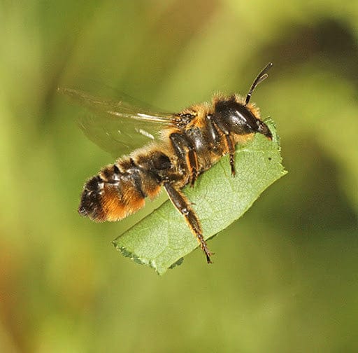 Leafcutter Bees - (200ct) Free FedEx 2-Day Mail CrownBees