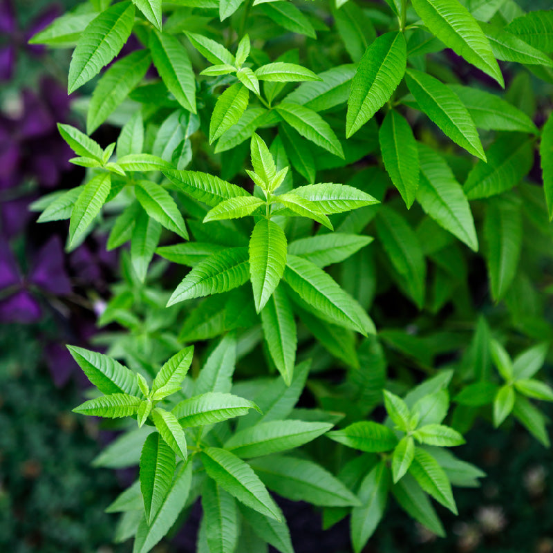 Herb Profile: Lemon Verbena — Star Bright Farm