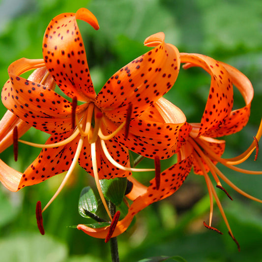 Lily Tiger Splendens (Pack of 2) - Grow Organic Lily Tiger Splendens (Pack of 2) Flower Bulbs