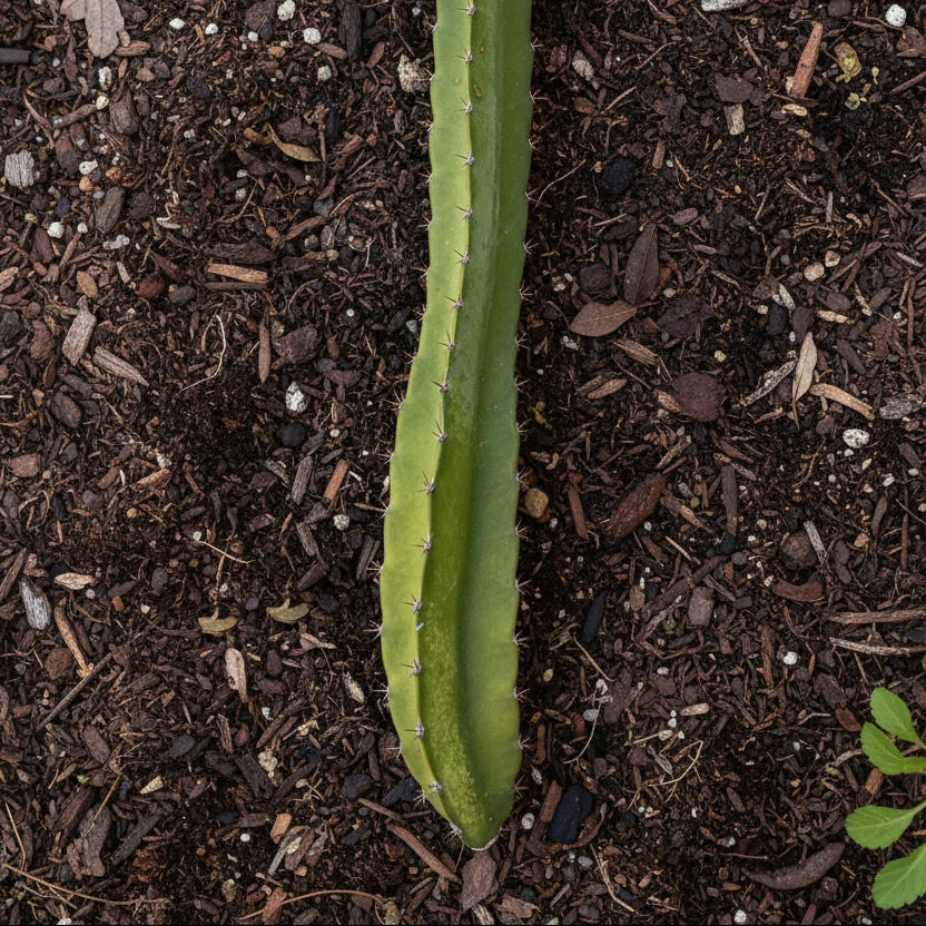 soil for dragon fruit cactus Organic