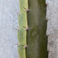 Lisa Wallace Ranch Dragon Fruit