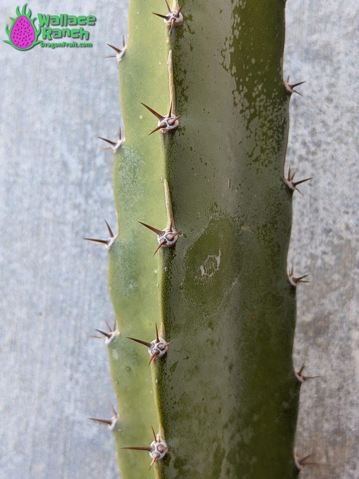 Lisa Wallace Ranch Dragon Fruit