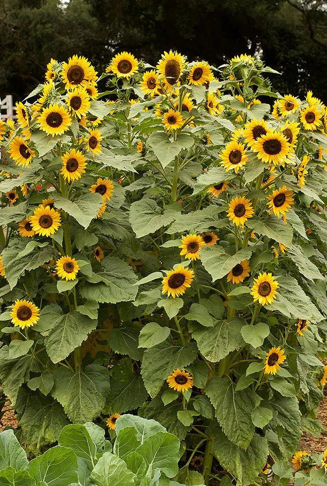 best potting mix for sunflowers 'High Noon' Long-Lasting Sunflowers