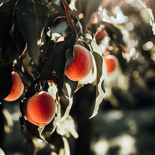 Loring Peach Tree Grow Organic