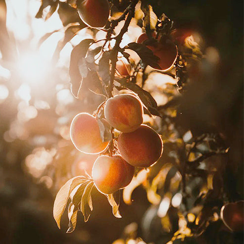 Loring Peach Tree Grow Organic