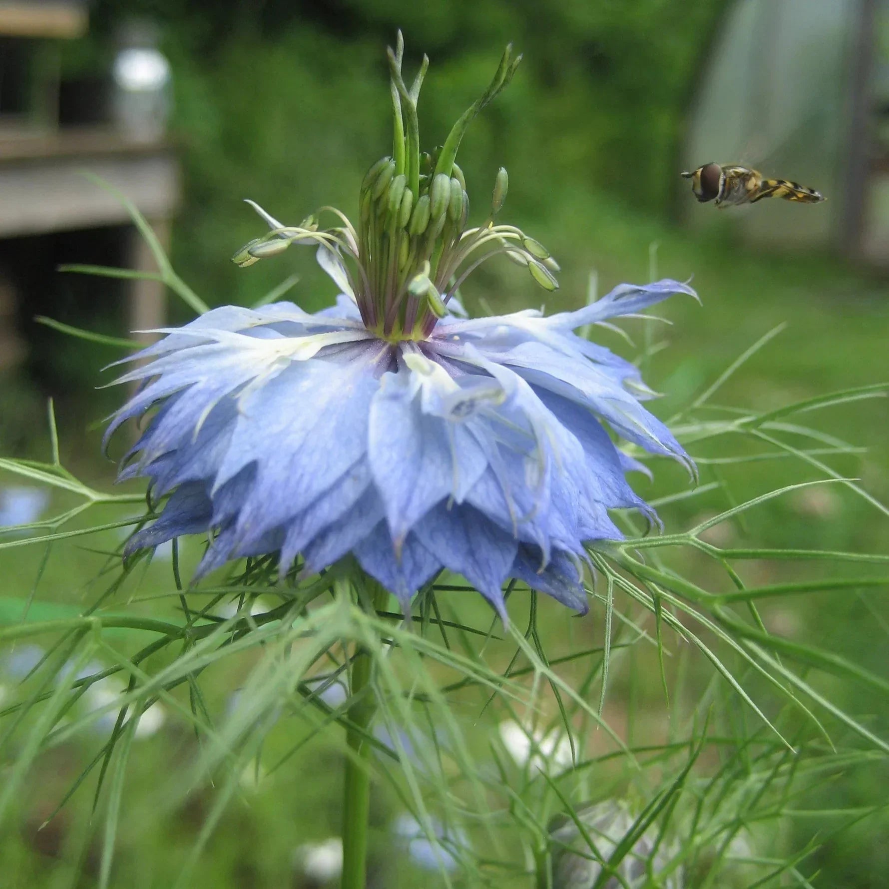 Hudson Valley Seed Co. Cottage Garden Mix - Thumbnail 5