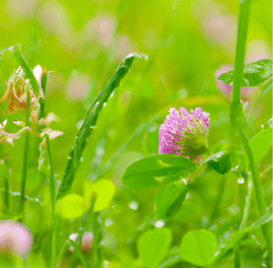 Peaceful Valley Low Profile Habitat Blend Mix (lb)