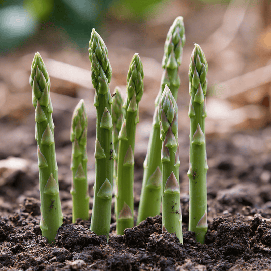 Asparagus Mary Washington Crowns (Bundle of 10) Grow Organic