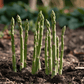 Asparagus Mary Washington Crowns (Bundle of 10) Grow Organic