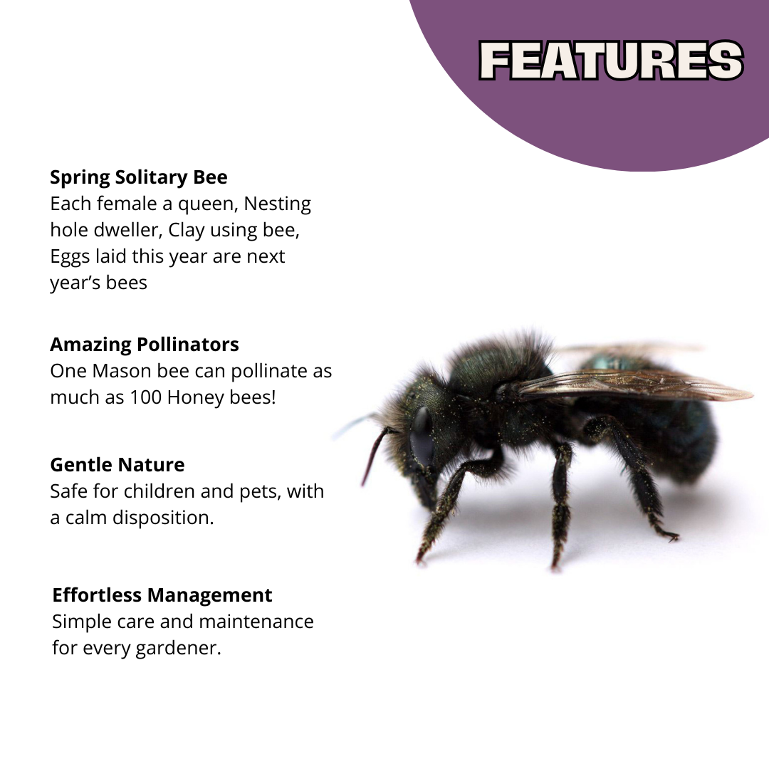 Mason Bees | 40+ OBA Certified Cocoons with Free 2 Day Shipping CrownBees