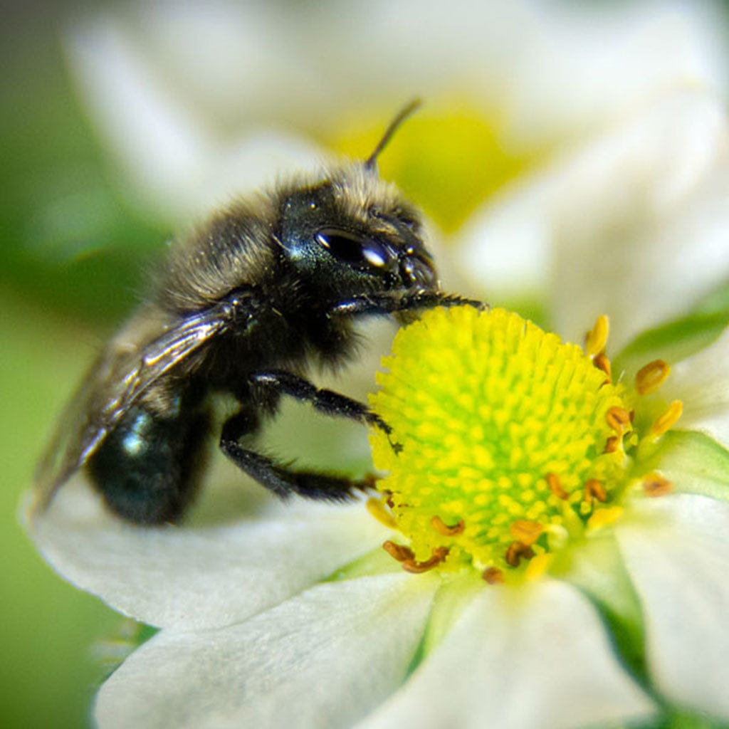 Spring Mason Bees (40ct) CrownBees
