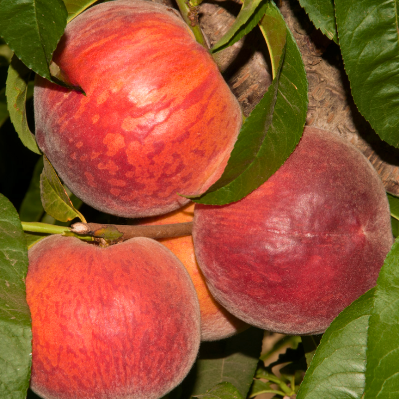 Low Chill Requirement Peaches, 3 on 1 Multi Grafted Fruit Tree Grow Organic