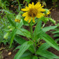 Organic Meadow Arnica (1 gallon)