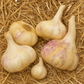 Organic Messidor Garlic Grow Organic