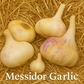 Full of Flavor Curated Organic Garlic Pack Grow Organic