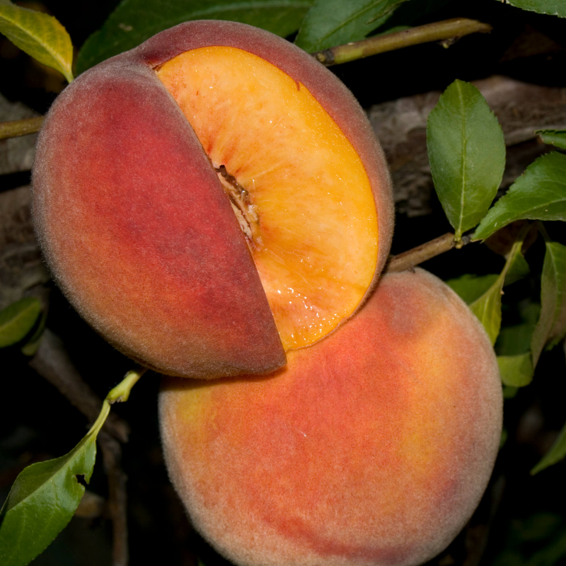 Low Chill Requirement Peaches, 3 on 1 Multi Grafted Fruit Tree Grow Organic